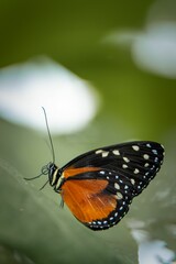Fototapeta na wymiar Vibrant orange Tithorea butterfly perched atop a lush green leaf in a vibrant garden setting