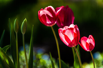 rozświetlone słońcem czerwone tulipany rosnące w ogrodzie 