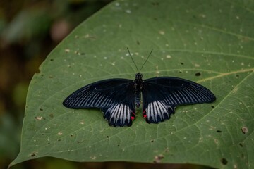 Fototapeta na wymiar Black and red Scarlet Mormon butterfly perched on a leaf