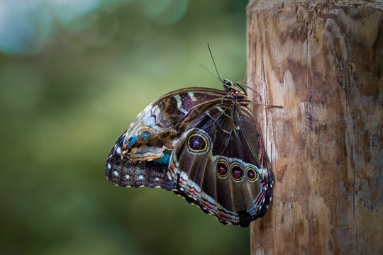 Close-up of a common morpho (Morpho peleides) butterfly perched on a branch