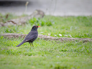 Common blackbird on the grass