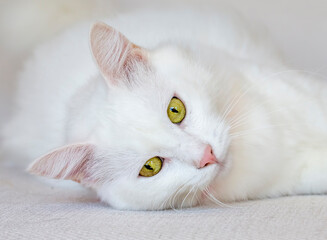 White cat (Turkish Ankara Angora cat)