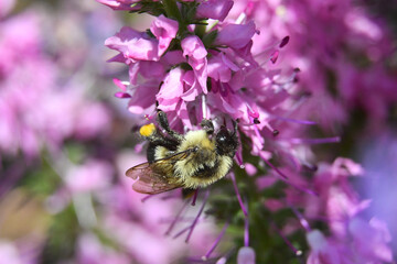close-up of a bumblebee on a speedwell flower