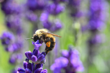 close-up of the bumblebee of a lavender flower