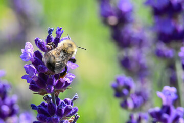 close-up of the bumblebee of a lavender flower