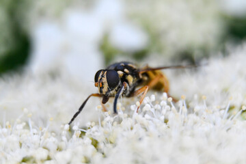 close-up of a wasp on a hydragee flower