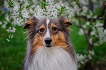 Cute tricolor dog sheltie with heterochromia eyes with cherry flowers on the spring tree. Shetland sheepdog with white blossoms