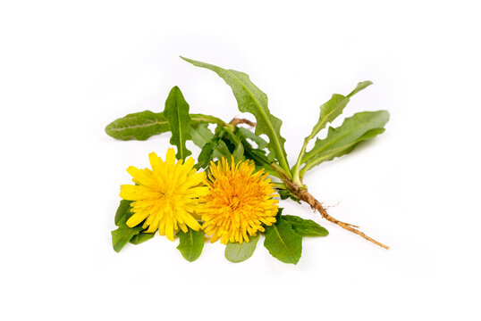 Fototapeta Common dandelion (Taraxacum officinale) on white background