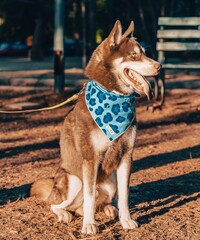 Husky photoshoot for dog lovers