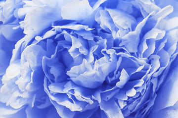 Blue color flower peony petals, close up macro nature background. Beautiful Holiday bloom backdrop. Blue-white flowers top view, flowery desktop wallpaper, soft focus, pastel colored still life,