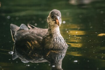 Vibrant common moorhen: waterhen or swamp chicken in a water environment