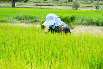 Farmers are tying up the withdrawn rice seedlings and preparing to go to Kuroda.