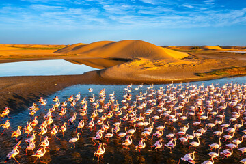 Desert scenery with saltwater lagoons full of beautiful flamingos. Namib-Nukluft National Park -...