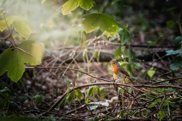 European robin sitting on a tree branch in a forest environment