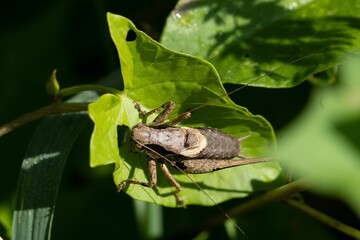 Close-up shot of a small insect perched on a leaf