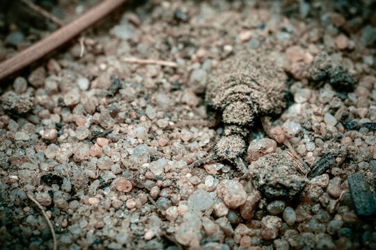 Macro shot of an antlion or doodlebug larva