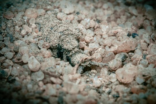 Macro shot of an antlion or doodlebug larva