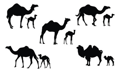 Camel illustration set on white background, vector, isolated. vector illustration
