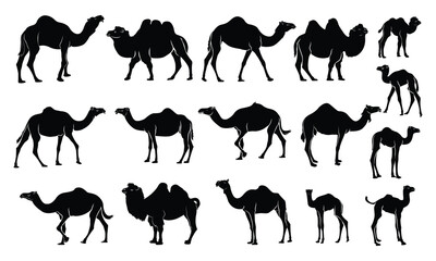 Camel illustration set on white background, vector, isolated. vector illustration