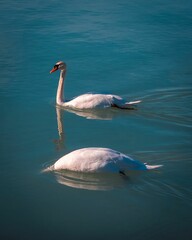 Couple of mute swans gracefully glide through a body of water.