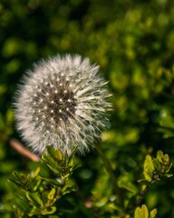 Single dandelion growing in an outdoor setting surrounded by greenery.