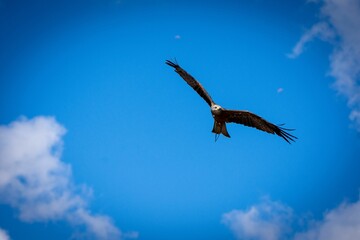 Bald eagle flying in blue sky
