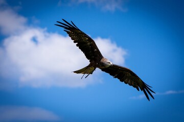 Bald eagle flying in blue sky