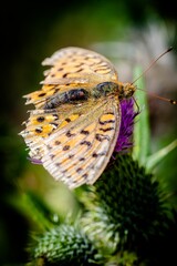 Fabriciana adippe butterfly perching on plant