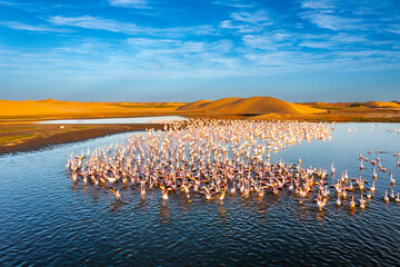 Desert scenery with saltwater lagoons full of beautiful flamingos. Namib-Nukluft National Park - Walvish Bay, Namibia - obrazy, fototapety, plakaty