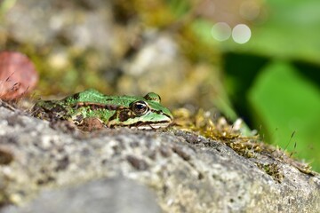 Close-up of a green Marsh frog perched atop a rock