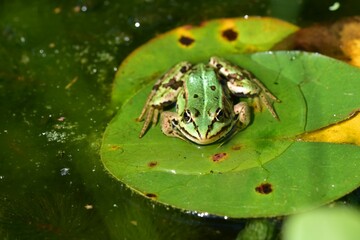 Close-up of a green frog floating lily pad in the pond