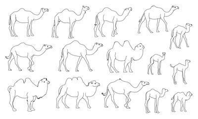 Camel line drawing set on white background, vector, isolated. Camel, symbol of the desert. vector illustration