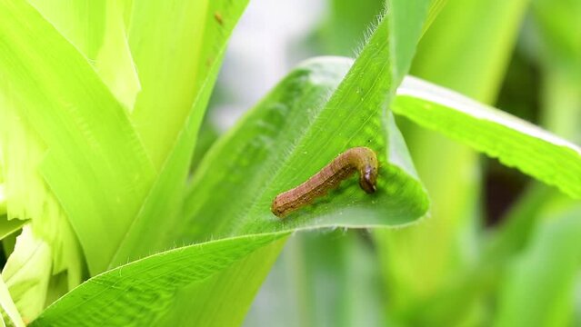 attack of The fall armyworms on maize or corn crop.