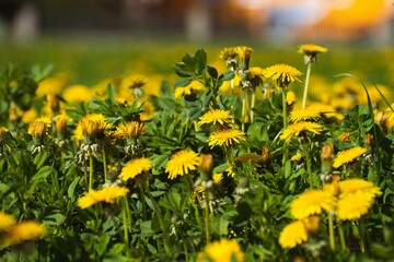 Vibrant yellow field of dandelions basking in the sunshine on a sunny summer day