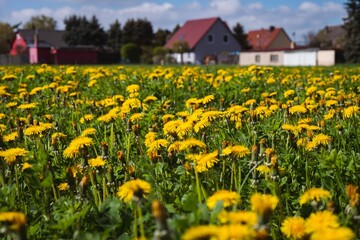 Vibrant yellow field of dandelions basking in the sunshine on a sunny summer day