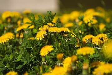 Vibrant yellow field of dandelions basking in the sunshine on a sunny summer day