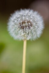 Closeup shot of a white dandelion seed head with its puffy seed pods.