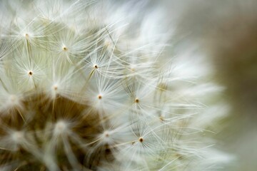 Closeup shot of a dandelion flower.