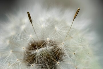 a fluffy white dandelion with lots of fluffy seeds