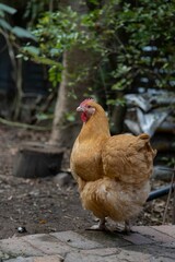 Closeup shot of a plump chicken looking at the camera.