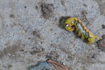 a yellow caterpillar on an isolated concrete background.
