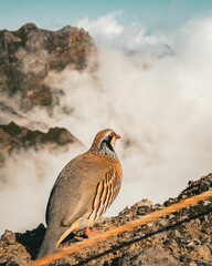The Red-legged partridge aka Alectoris rufa