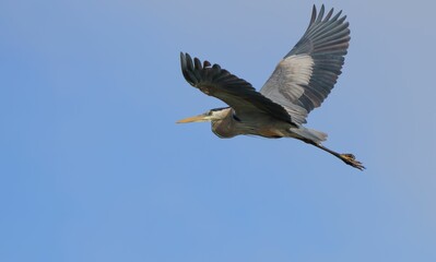 Majestic Great Blue Heron Taking Flight.