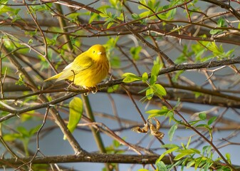 American Yellow Warbler Fluttering in Morning Light