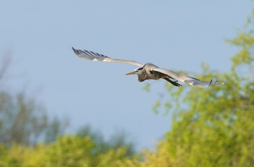 Great Blue Heron in Flight