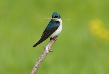 Closeup shot of a Swallow bird on a tree branch