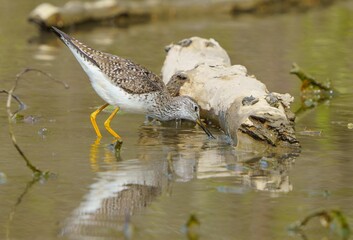 Lesser Yellowlegs Foraging for Food.