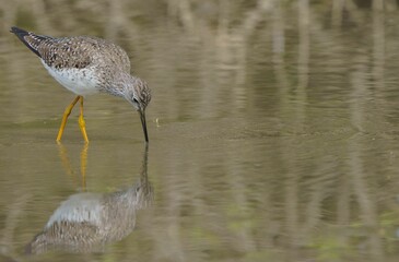 Lesser Yellowlegs Foraging for Food.