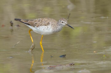 Lesser Yellowlegs Foraging for Food.