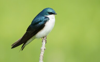 Obraz premium Closeup shot of a Swallow bird on a tree branch